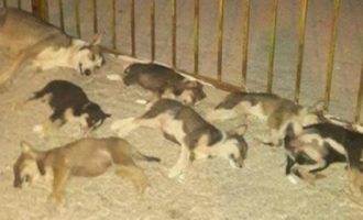 Esche avvelenate: 15 cani uccisi in località Muciare