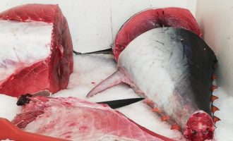 Veterinari asp sequestrano tonno rosso al mercato del pesce di Trapani