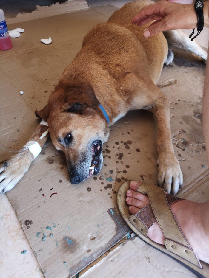cane avvelenato