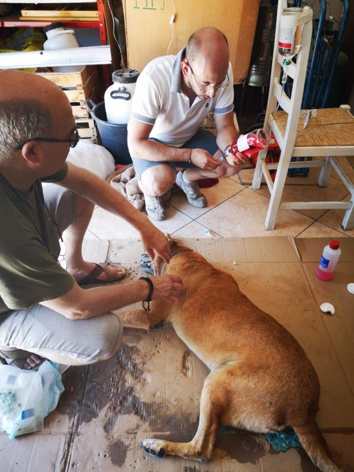 cane avvelenato