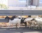 Pecore in autostrada vicino l’uscita di Castelvetrano. Ma il pastore non c’è