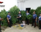 Sorpresi ad innaffiare la piantagione di marijuana. Due arresti a Mazara