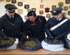 Sorpresi con 8 chili di Marijuana, in arresto uomo di Campobello e due fratelli di Castelvetrano
