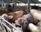 Trattamenti sanitari per il bestiame. Il Comune di Santa Ninfa eroga un finanziamento agli allevatori